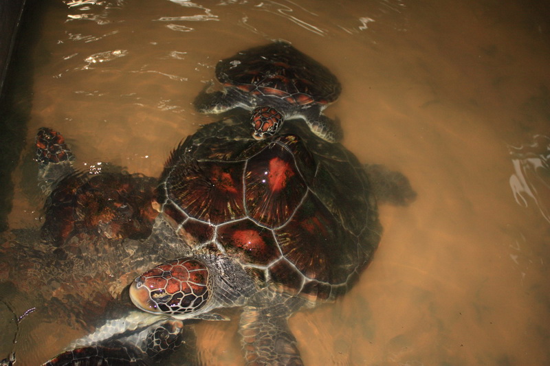 Sri Lanka, Kosgoda, Turtle Farm